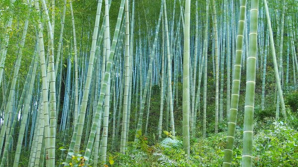 Quels sont les conseils pour explorer les forêts de bambou d'Arashiyama, Japon?